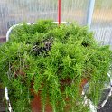 Rosmarinus officinalis 'Prostrata'